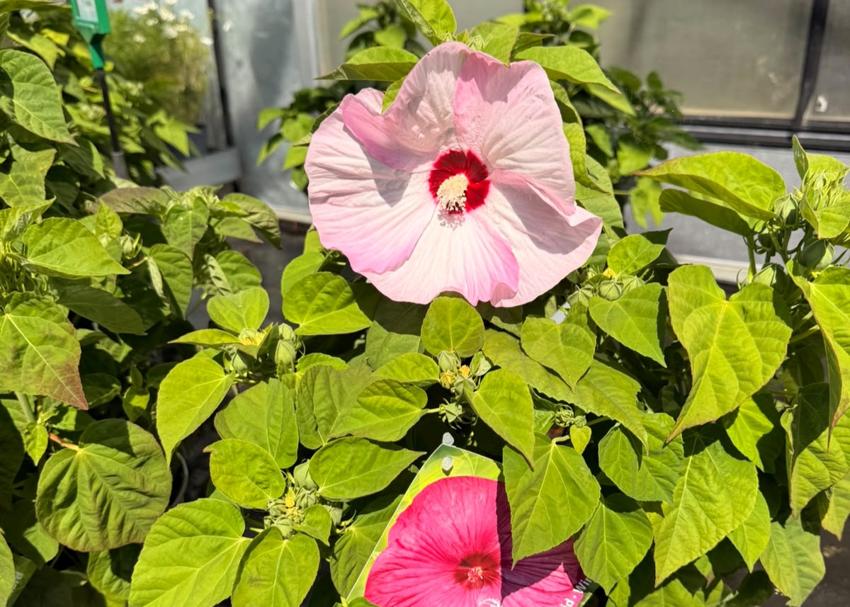 Monheimer Blumenmarkt